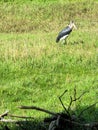 Marabou stork bird in grassy field at zoo