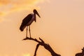 Marabou stork in Kruger National park, South Africa Royalty Free Stock Photo