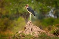 Marabou stork, Leptoptilos crumenifer, evening light, Okavango delta, Botswana in Africa. Wildlife, animal in the wild nature.