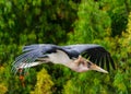 Marabou stork Leptoptilos crumenifer