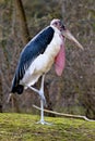 The Marabou Stork, Leptoptilos crumenifer is a large wading bird Royalty Free Stock Photo