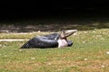 The Marabou Stork, Leptoptilos crumenifer is a large wading bird Royalty Free Stock Photo