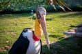 Marabou Stork Portrait Royalty Free Stock Photo