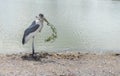 The Marabou stork Leptoptilos crumenifer is a large wading bird in the stork family Ciconiidae, Standing in the lake Royalty Free Stock Photo