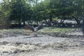 The Marabou stork Leptoptilos crumenifer is a large wading bird in the stork family Ciconiidae, Standing in the lake Royalty Free Stock Photo