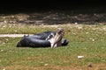 The Marabou Stork, Leptoptilos crumenifer is a large wading bird Royalty Free Stock Photo