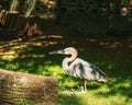 The marabou stork Leptoptilos crumenifer is a large wading bird in the stork family Ciconiidae. It breeds in Africa south of the Royalty Free Stock Photo