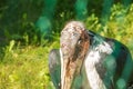 The marabou stork Leptoptilos crumenifer is a large wading bird in the stork family Ciconiidae. It breeds in Africa south of the Royalty Free Stock Photo