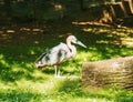 The marabou stork Leptoptilos crumenifer is a large wading bird in the stork family Ciconiidae. It breeds in Africa south of the Royalty Free Stock Photo