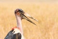 Marabou stork Leptoptilos Crumenifer in Maasai Mara National Reserve