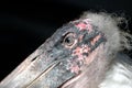 Marabou stork (Leptoptilos crumenifer)