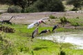 The marabou stork Leptoptilos crumenifer