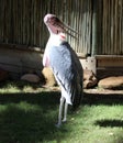 Marabou stork (Leptoptilos crumenifer) in search of food : (pix Sanjiv Shukla)