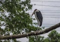 Marabou stork Leptoptilos crumenifer sitting on the wooden perch Royalty Free Stock Photo