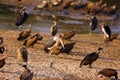 The Marabou Stork Leptoptilos crumenifer standing with other birds on the riverside in the African bush