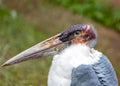 Marabou Stork (Leptoptilos crumenifer) in Tanzania