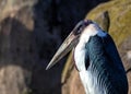 Marabou Stork (Leptoptilos crumenifer) in Tanzania