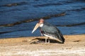 Marabou stork - Leptoptilos crumenifer walking on ground. Photo from Kruger National Park in Africa.