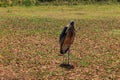 Marabou stork (Leptoptilos crumenifer) walking on lawn