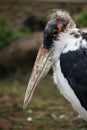 Marabou stork (Leptoptilos crumenifer).