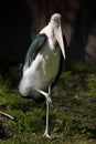 Marabou stork (Leptoptilos crumenifer).