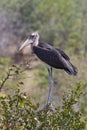 Marabou Stork Leptoptilos crumenifer - Zimbabwe