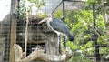 Marabou stork Leptoptilos crumenifer in the zoo HD