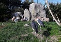 Marabou stork at the zoo.