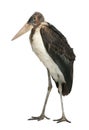 Marabou Stork, Leptoptilos crumeniferus