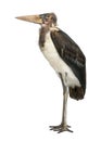 Marabou Stork, Leptoptilos crumeniferus