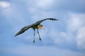 Marabou Stork, leptoptilos crumeniferus, Adult in Flight, Tanzania