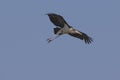 Marabou Stork (Leptoptilos crumeniferus) flying