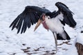 Marabou Stork Leptoptilos crumeniferus with outstretched wings in the snow