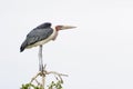 Marabou stork Leptoptilos crumeniferus perched in tree Royalty Free Stock Photo