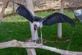 Marabou stork leptoptilos crumeniferus spreading its wings Royalty Free Stock Photo