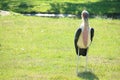 Marabou stork portrait with backlight