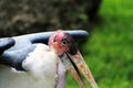Marabou stork portrait