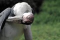 Marabou stork portrait