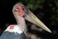 Marabou stork Royalty Free Stock Photo