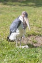 Marabou stork is posing on the grass Royalty Free Stock Photo