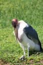 Marabou stork resting