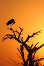 Marabou stork in shadow (vertical picture)