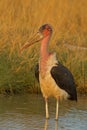Marabou stork standing in shallow water