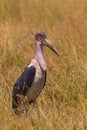 Marabou stork standing in tall grass