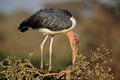 Marabou stork in a tree - South Africa