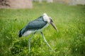 Marabou stork Walking Royalty Free Stock Photo