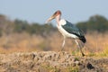 Marabou stork walking