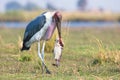 Marabou stork walking with fish