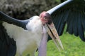 Marabou stork and wing
