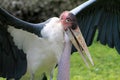 Marabou stork and wings